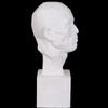 Cabeza volando solución estatua de yeso sección de anatomía yeso ayudas didácticas retrato de cabeza estatua de pecho boceto ayudas didácticas materiales de arte
