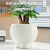 Uma geração de vasos de flores de cerâmica por atacado especiais grandes com bandeja simples branco para casa Phalaenopsis vaso de flores suculentas