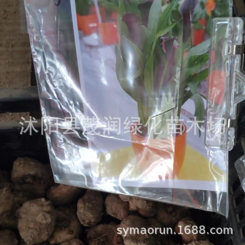 马蹄莲种球02