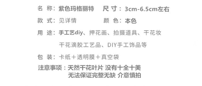 紫色玛格丽特.png