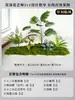 Musgo para Paisajismo de Plantas Verdes Plantas Artificiales Decoración Flores Artificiales Combinación Tropical para Interiores Paisaje de Ventana Persa Arreglo de Césped