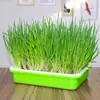 Bandeja de Plantación para Plántulas de Ajo Hidropónico, Cebolla y Brotes de Frijol, Bandeja para Brotes Verdes, Semillas de Ajo para Cultivo sin Suelo