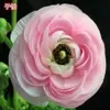 Bulbos de Ranúnculo, bulbos de Peônia, Peônias de flor dobrada, plantas fáceis de cultivar e resistentes para todas as estações, mudas de flores em vasos