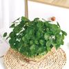 Planta Envasada Hidropônica Centelha para Mesa de Escritório, Pequena Planta Verde e Flor para Cultivo em Água, Sementes de Centelha para Plantio Envasado em Mesa