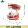 Modelo de dentición infantil 39052 modelo dental con cepillo de dientes instrumento de enseñanza equipo de salud biológica de escuela secundaria