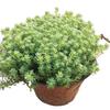 Sedum Chinês Vasos de Dois Tons Mudas, Grama Perene Neve Fina, Sedum Folha de Pinheiro, Pequeno Pinheiro Plantas de Jardinagem para Verdejamento