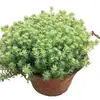 Sedum Chinês Vasinho Bicolor Mudas, Grama Perene Neve Fina, Sedum Folha de Pinheiro, Plantas de Pequeno Pinheiro para Jardinagem e Verdejamento