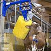 Coluna escova do corpo do gado vaca elétrica automática anti-prurido esfregando escova de massagem resistente ao desgaste arranhões artefato área pastoral escova rolo