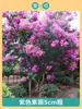 Mudas de Resedá Flores de Pátio Mudas Grandes Sala de Plantas Exterior Vermelho Roxo Mudas de Resedá Paisagismo de Vilas Plantas em Vasos Dropshipping