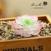 Planta Suculenta Gema Loto Cabeza Flor Accesorios Creativos DIY Suministro Directo de Fábrica Jinhua Adornos Decoración del Hogar Dropshipping