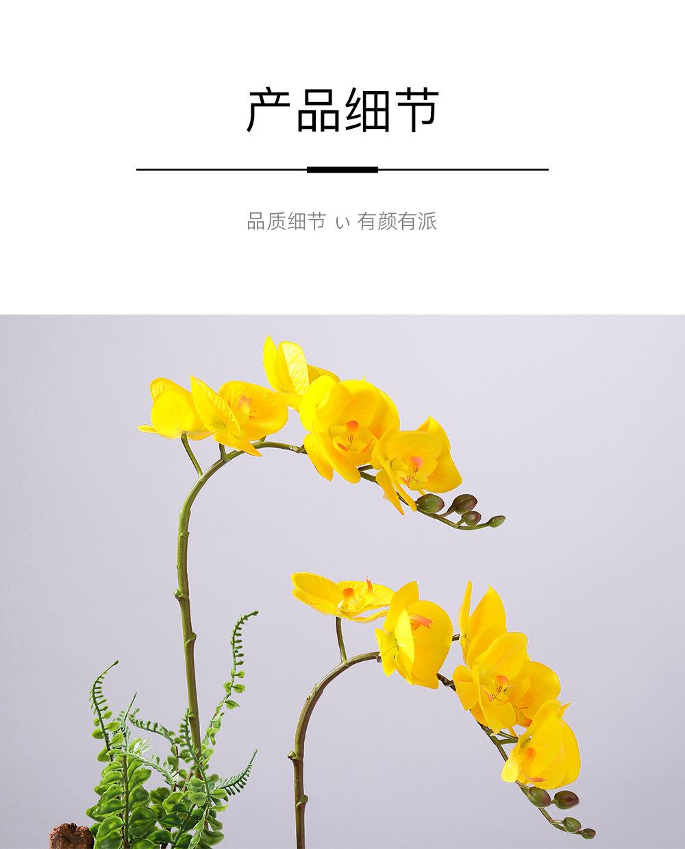 小7头蝴蝶兰详情图