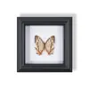 Marco de Fotos de Espécimen de Mariposa Pintura Decorativa de Madera Adorno Retro Europeo Soporte de Exhibición Muebles DIY Regalo de Cumpleaños Regalo