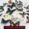 No al por mayor accesorios de fotografía especímenes de mariposa jardín de infantes alas extendidas estado insecto real mariposas mixtas enseñanza mariposas originales colección
