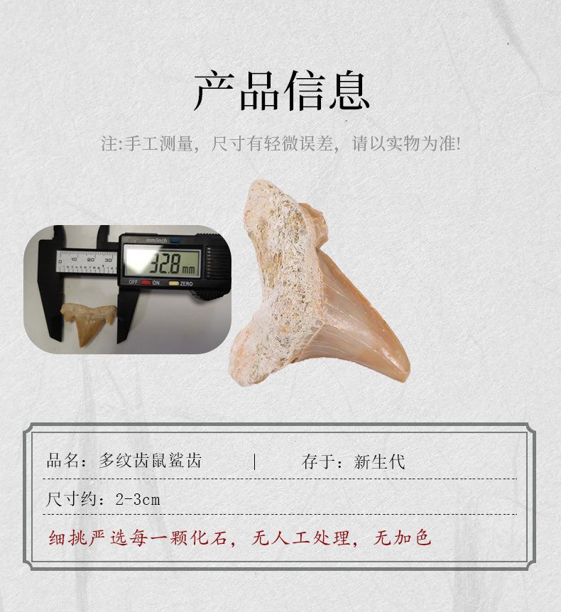 化石模板_04.jpg