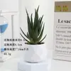 Plantas en Maceta de Suculentas de Diamante Simuladas al por Mayor, Decoración del Hogar, Plantas Suculentas para Oficina, Adornos de Plantas Verdes, En Stock, Entrega Inmediata