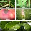 Metanfetamina Ricao, Metanfetamina, Metanfetamina Thiophanate, Antracnosis, Mildiu Polvoriento, Fungicida Gibberellus
