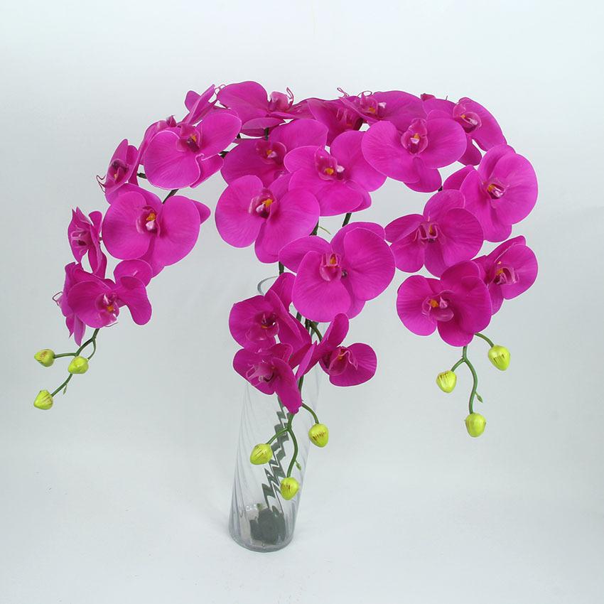 胶片蝴蝶兰 主图5.jpg