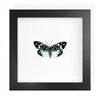 Mariposa Real, Especie Preciosa de Verano, Mariposa Rara, Mariposa Pequeña de Cinta Verde, Adorno de Escritorio, Espécimen de Regalo, Pintura Decorativa, Espécimen de Mariposa