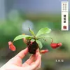Plantas carnívoras en maceta, plantas cazamoscas, plantas repelentes de mosquitos para balcón interior, plantas verdes divertidas, macetas, plantas insectívoras