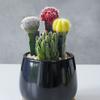[Cactus Tricolor] Planta Auspiciosa Tres Tesoros Combinación de Bolas Tricolor Escritorio Balcón Planta a Prueba de Radiación Planta en Maceta