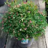 Rosa perfumada extra grande com frutos suculentos para varanda e jardim, planta de rosa em vaso, mudas de rosa de quatro estações com botões
