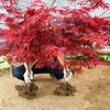 Plántulas de Arce Rojo, Arce Rojo Japonés Rojo de Cuatro Estaciones, Bonsái Red Dancer, Árbol Grande en Maceta, Planta para Enverdecer el Patio, Arce Rojo de Tres Estaciones