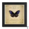 Marco de Fotos de Espécimen de Mariposa Verdadera Colgante de Pared Pintura Decorativa de Madera Decoración del Hogar DIY Marco de Fotos Vintage Mesa Regalo de Cumpleaños