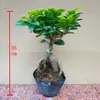 Bonsái de higuera plantas verdes en maceta buen tipo de flor de higuera carácter estaca dinero S8 planta balcón exterior ancianos grande