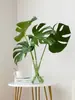 Monstera Hidropónica en Maceta Interior Plantas Verdes Fáciles de Cultivar Sala de Estar Oficina Grande Celebridad de Internet Estilo Tropical Escandinavo Pila Vieja