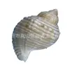 Concha Natural de Concha Hana Caracol Cebola Caracol Eremita Concha de Reposição Aquário Decoração para Fotografia