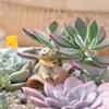 20 Estilos Mirando el Cielo Estrellado Tamaño Mini Accesorios de Paisaje Micro Animales Artesanía de Resina Accesorios para Macetas