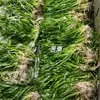 Hierba Kusa, Planta Sumergida, Elodea Malasia, Alga Cola de Zorro, Hierba Kusa, Venta al por mayor de Varios Proyectos de Purificación y Reparación de Agua