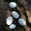 Fábrica directa de conchas Vieira Super Blanca 1.5-2.5cm materia prima al por mayor concha mariscos accesorios concha de sangre diy