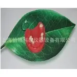 缺损牙模型医学模型