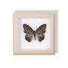 Especimen de Mariposa Real Pintura Decorativa Colgante Adorno de Insecto con Ojos Azules, Marco de Madera Maciza, Regalo para Mejor Amigo, Recuerdo Único