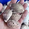 Artesanías de Caracolas Naturales Vendidas por Libra para Acuarios, Fotografía, Educación de Estudiantes y Niños, Minería y Uso Marino