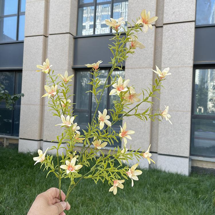 5叉秋色6瓣太阳花-sxsglx-深香槟.JPG