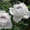 Kono Caixa de Joias/Névoa Azul Broto de Rosa de Salão Arbusto Flores de Jardim de Pátio Fragrantes Multissazonal