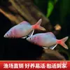 El bagre es fácil de criar, Pez ornamental de agua dulce, Alto, Colorido, Piel lateral, Pez nativo que elimina algas, Peces pequeños de grupo que nadan en vivo de agua fría