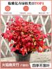 Dropshipping Flame Nandina Plantones en Maceta Sala de Estar Plantas Verdes Patio Exterior Plantas de Suelo Plántulas Grandes de Bambú