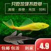 Pez Limpiador de Acuario Peces Vigilantes Peces Tropicales de Agua Dulce Agua Fría Comiendo Excrementos Basura Heces Limpieza Algas Heng Ming