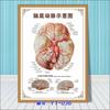 Diagrama esquemático del sistema musculoesquelético humano. Póster médico. Diagrama de la estructura del corazón. Póster hospitalario.