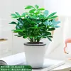 Planta Pé de Pato em Vaso Plantas Verdes Flores de Interior Plantas Verdes Hidropônicas Suculentas Fáceis de Cuidar Árvore da Fortuna Absorve Formaldeído