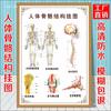 Diagrama esquemático del sistema anatómico visceral humano. Póster médico de pared con diagrama de la estructura del corazón y los órganos humanos.