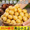 Batatas Pequenas de Enshi Coração Amarelo Fresco 5kg Frete Grátis Legumes da Estação Batatas Especiais Autênticas Tujia Batatas Mini