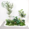 Paisajismo de Plantas Verdes Paisajismo de Balcones Decoración de Plantas Artificiales para Interiores y Exteriores Planta Viajera Plátano Espalda de Tortuga Planta Debajo de las Escaleras Paisajismo