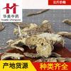 1000 Gramas de Gouhen (Atractylodes Macrocephalos) Medicina Herbal Chinesa, Disponível para Fornecimento Atacadista. Gouhen está disponível em várias especificações, com fornecimento estável e preços favoráveis para grandes quantidades.