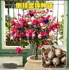 Bulbos de campanilla de colores mixtos para colgar, plantas en maceta de flor de linterna, plantas verdes de interior para balcones, florecen todo el año con capullos de flores continuos