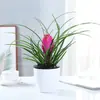 Orquídea de ferro em vaso, planta antúrio de flor roxa, flor de interior, bonsai de mesa, absorvente de formaldeído, purificador de ar, planta hidropônica