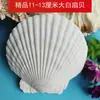 Concha Blanca Natural Vieira Blanca Grande DIY Pintura Hecha a Mano Graffiti Pegatina de Pared Concha Hawaiana Venta al por Mayor